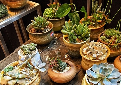 大学生创业换一种方式卖花